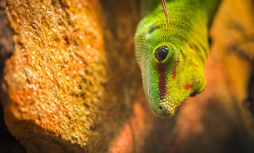 Micro Photographie D'un Gecko