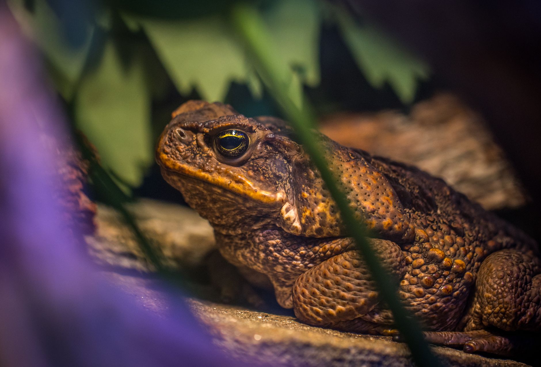 Molecole divine: Ayahuasca, Peyote, Bufo Alvarius in Yucatán, Messico.. Foto di Egor Kamelev.