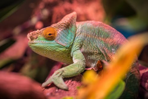Free Green and Red Lizard Stock Photo