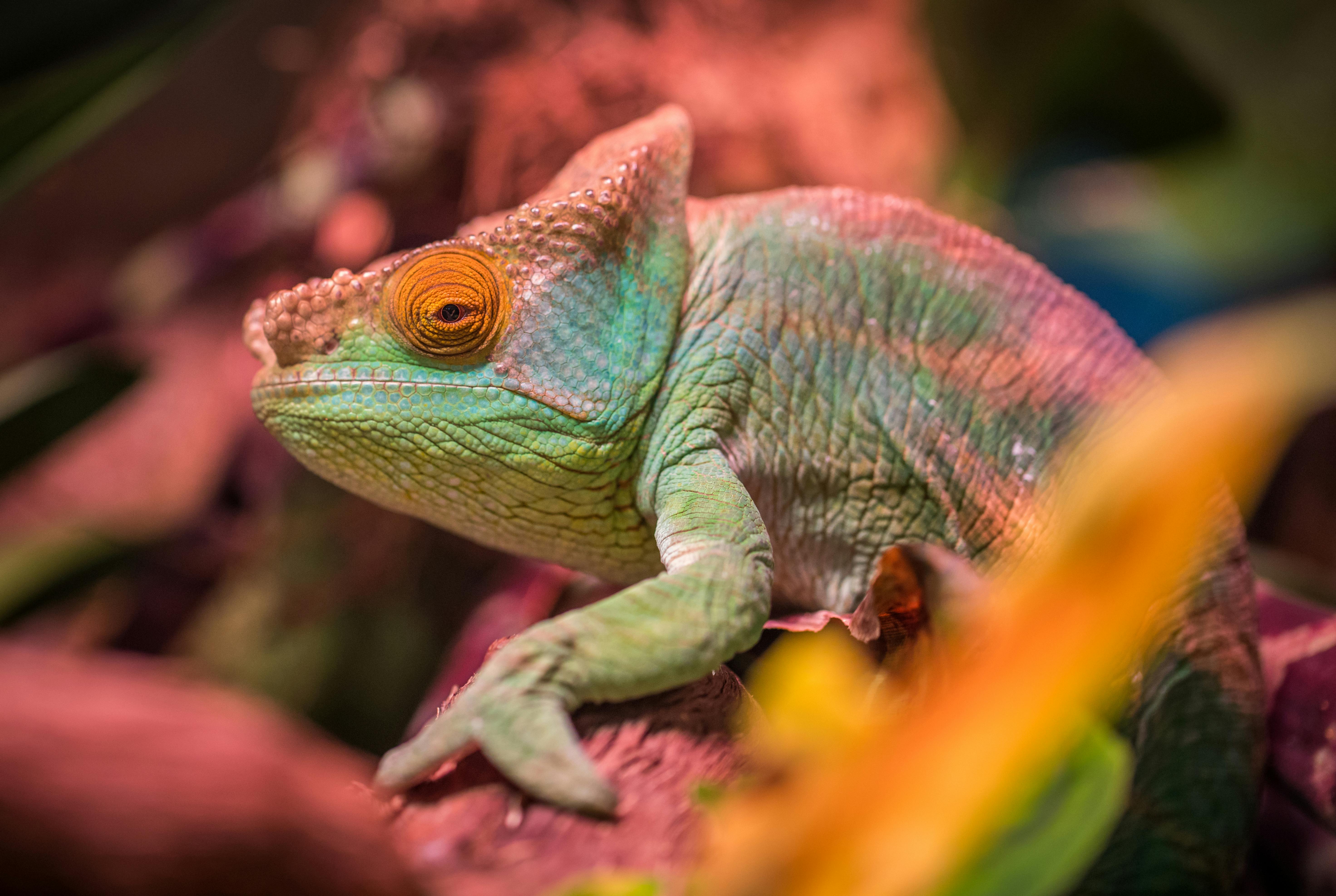 Green and Red Lizard · Free Stock Photo