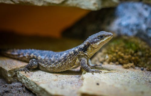 Selective Focus Photo of Black Lizard on Gray Surface