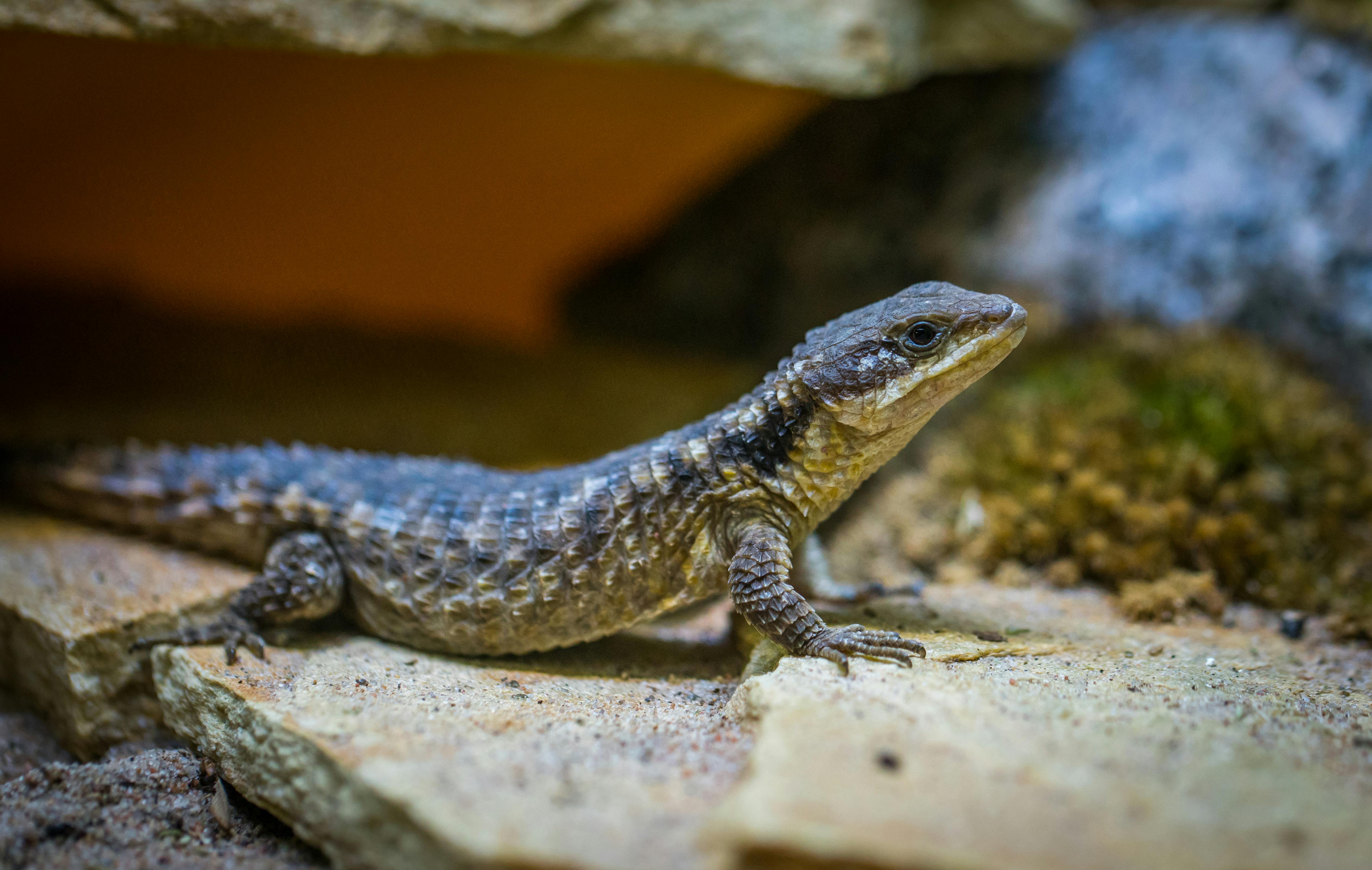 Selective Focus Photo of Black Lizard on Gray Surface · Free Stock Photo