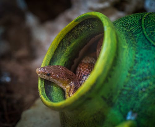 Shallow Focus Photography of Brown Snake in Green Jar