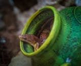 一条蛇从充满活力的绿盆里向外张望在户外环境中