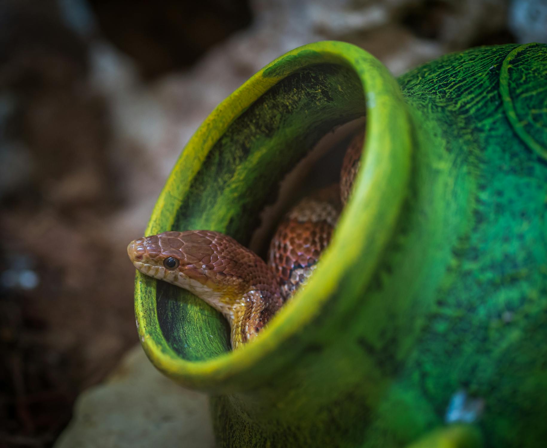 Snake Photo by Egor Kamelev from Pexels: https://www.pexels.com/photo/shallow-focus-photography-of-brown-snake-in-green-jar-922521/