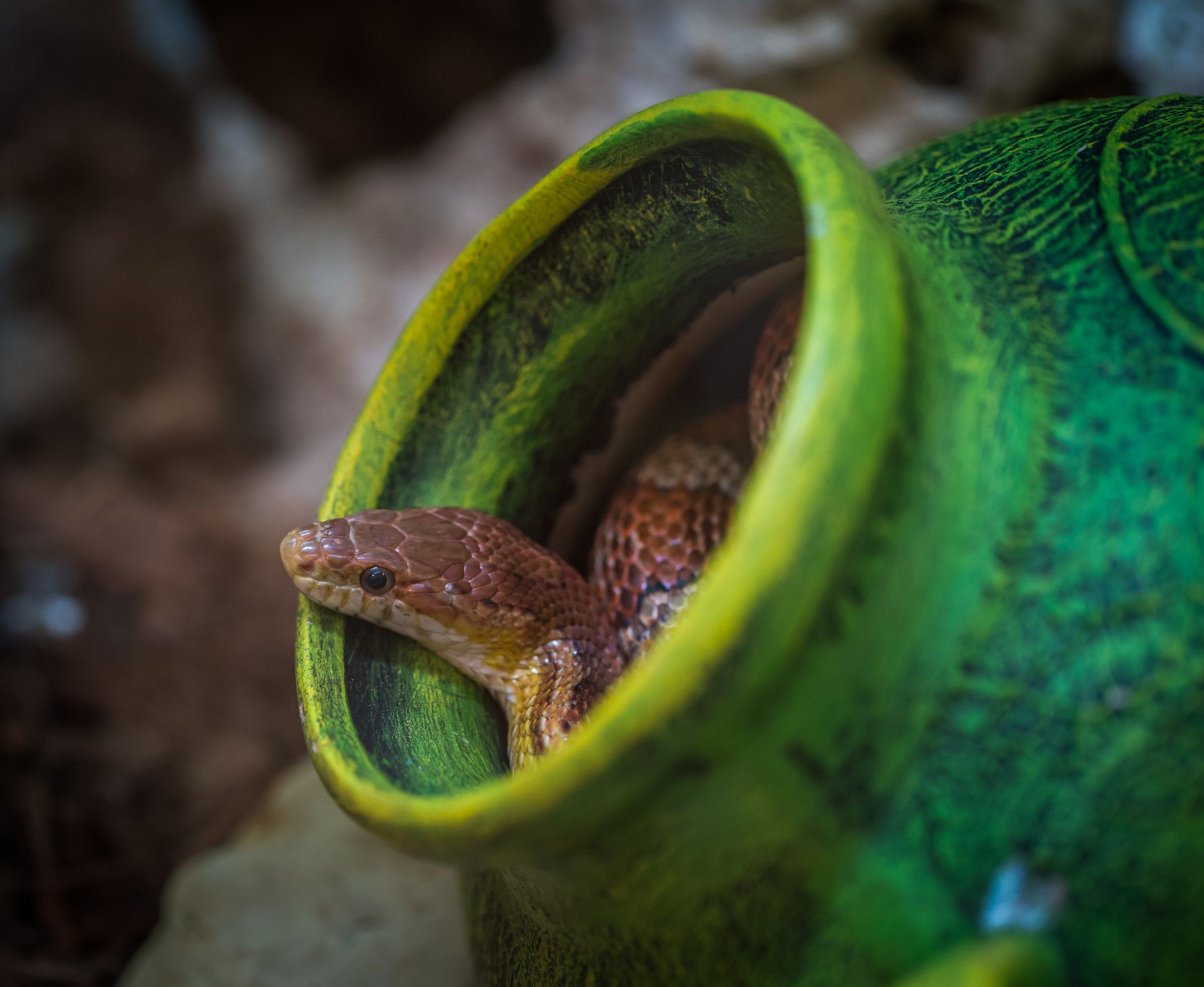 Shallow Focus Photography of Brown Snake in Green Jar