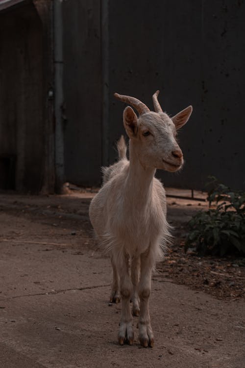 Photo of a White Goat