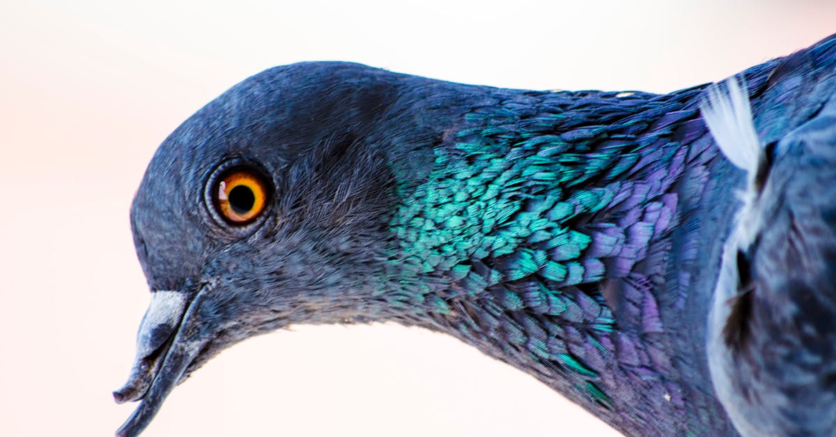 Free stock photo of bird, bird\'s eye view, pegeoncolors