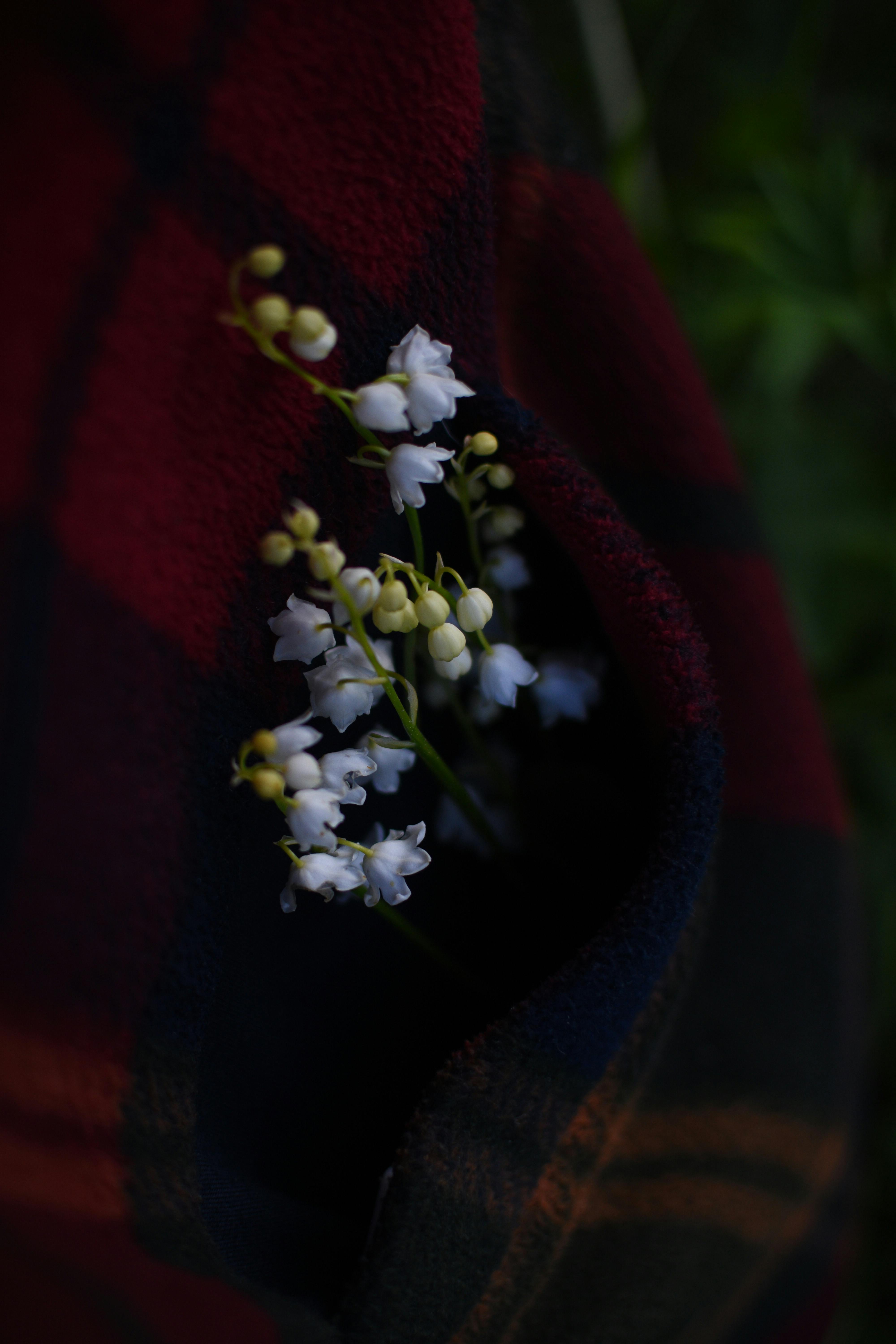 White Flowers on Red Textile · Free Stock Photo