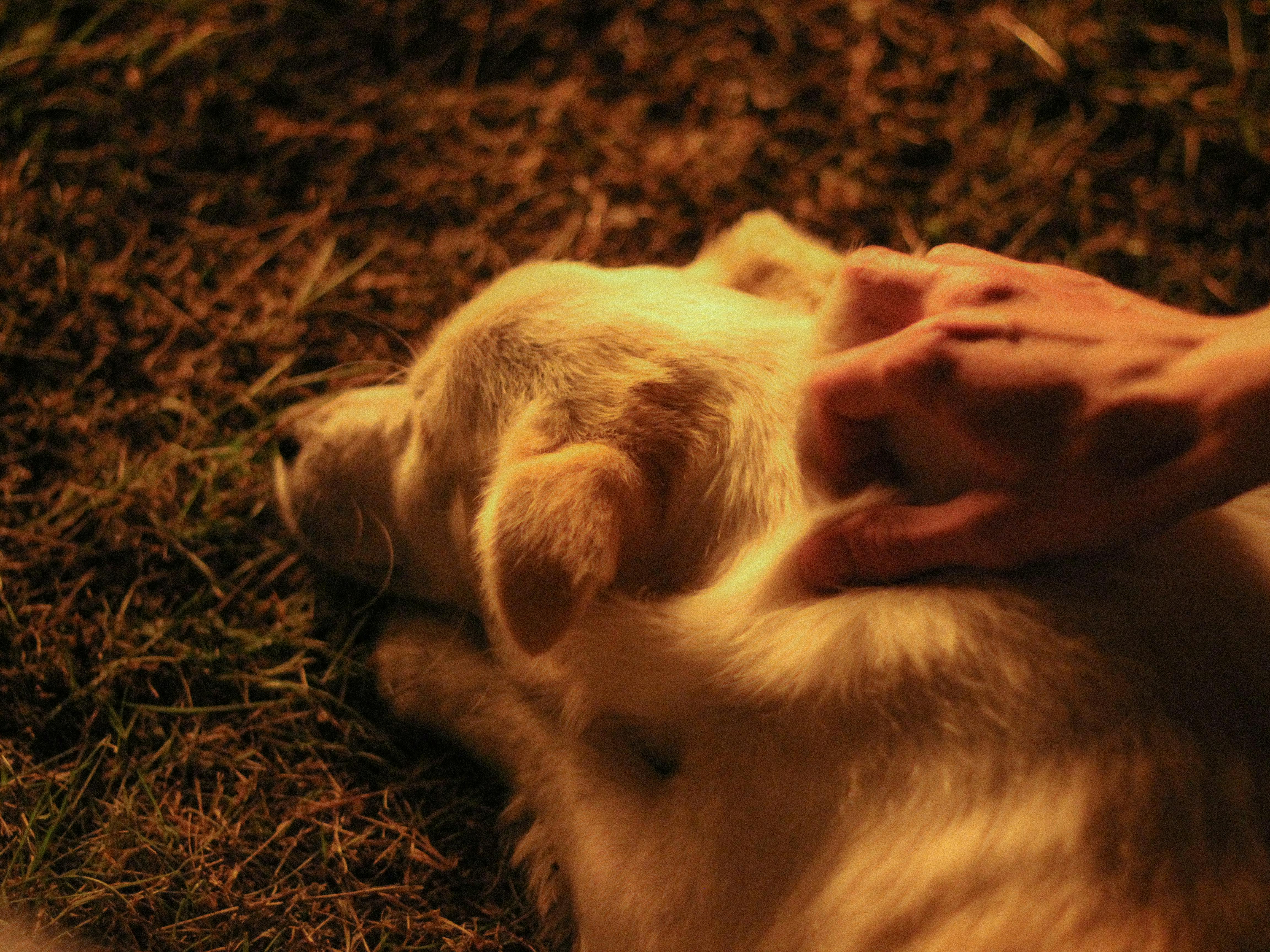 A warm-lit scene of a person gently petting a dog lying on grass, showcasing affection. Signs a Dog Is Stressed
