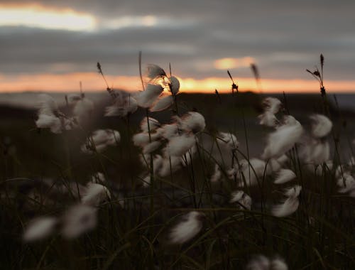 Free White Flowers on Green Grass Field during Sunset Stock Photo
