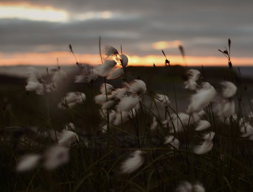 Wind Blowing the Eriophorum Plants 