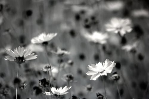 бесплатная Фотография цветов ромашки в оттенках серого Стоковое фото