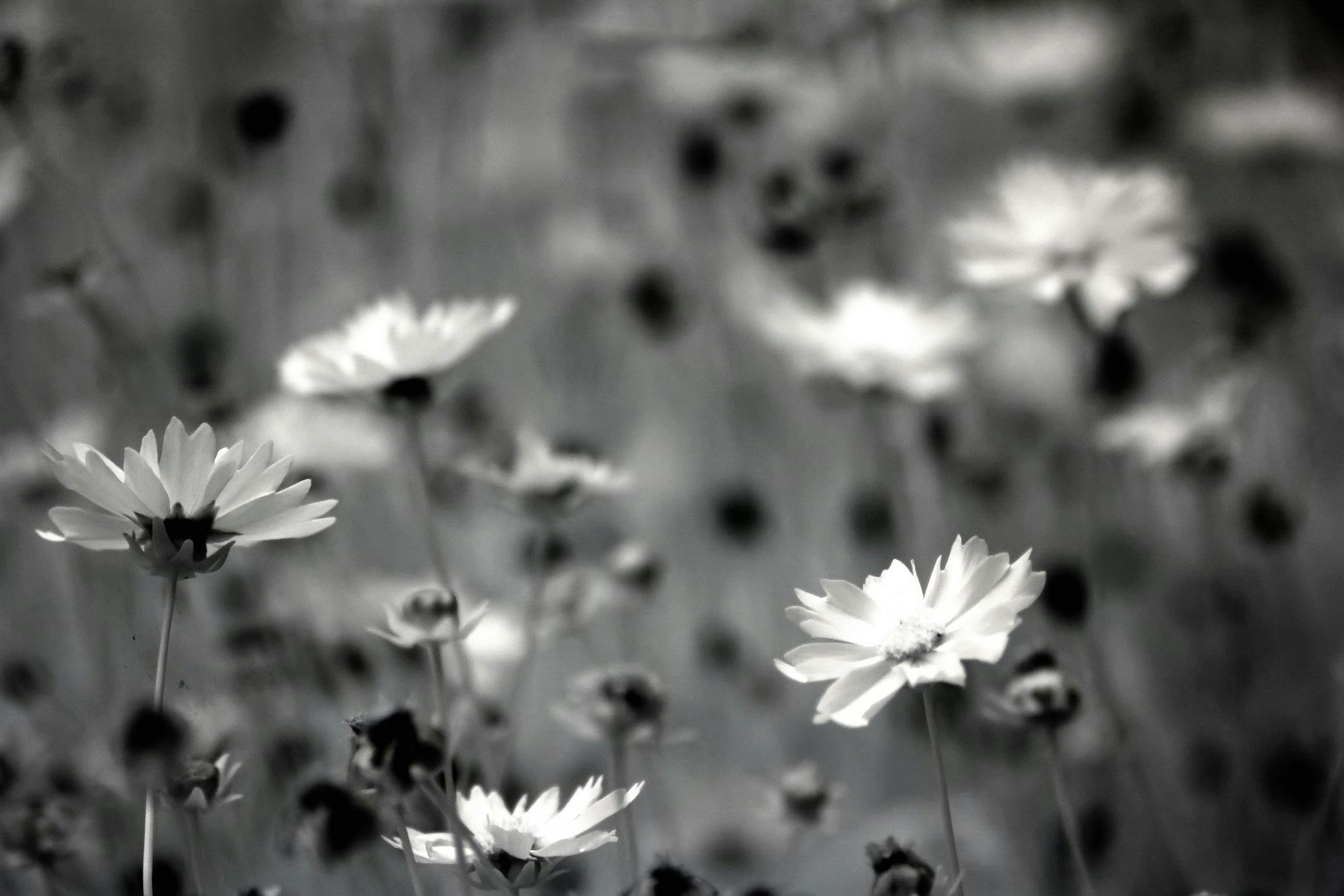 Grayscale Photography of Daisy Flowers · Free Stock Photo