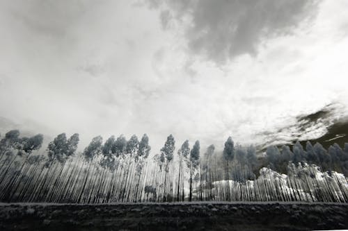 Фотография деревьев в оттенках серого