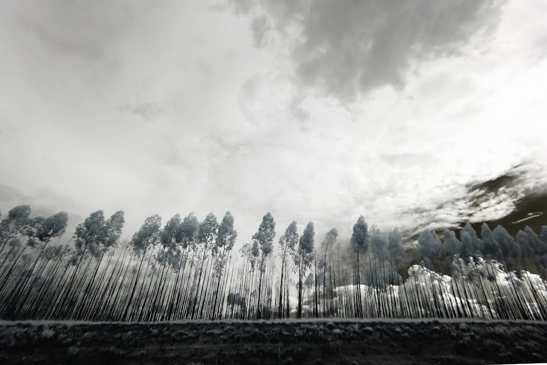 Безкоштовне стокове фото на тему «білий, Буря, дерева»