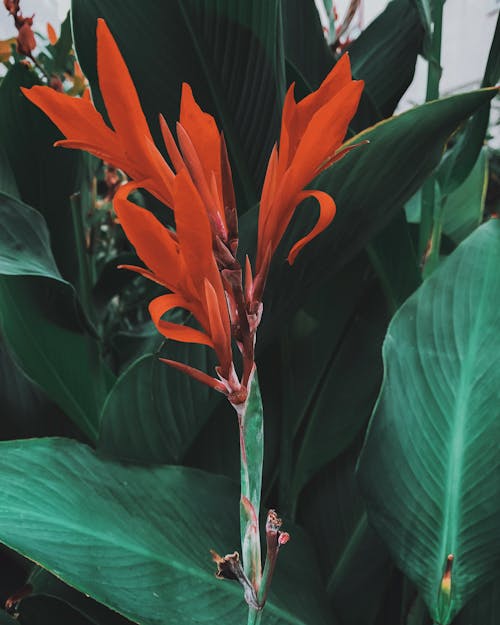 Darmowe zdjęcie z galerii z botaniczny, czerwone kwiaty, indyjski strzał