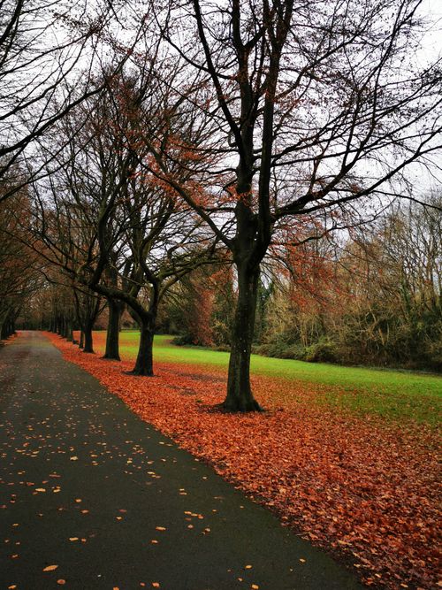 Free Serene autumn scene in Clifton, England with fallen leaves and trees lining a peaceful path. Stock Photo