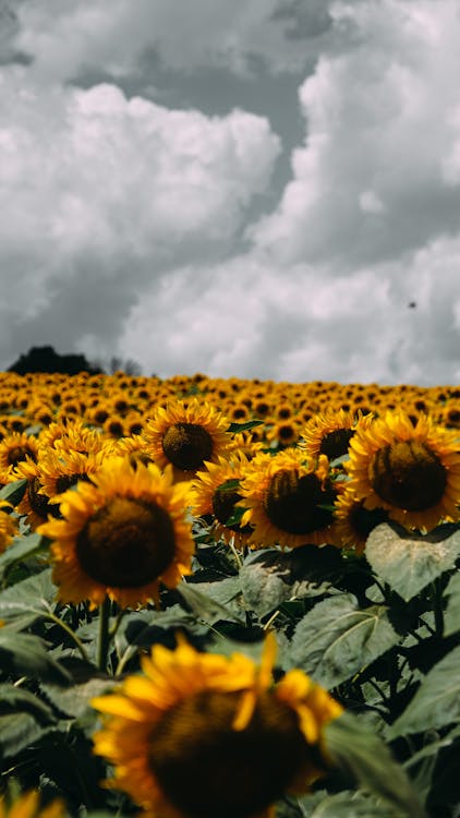 Sunflower Field Under Cloudy Sky