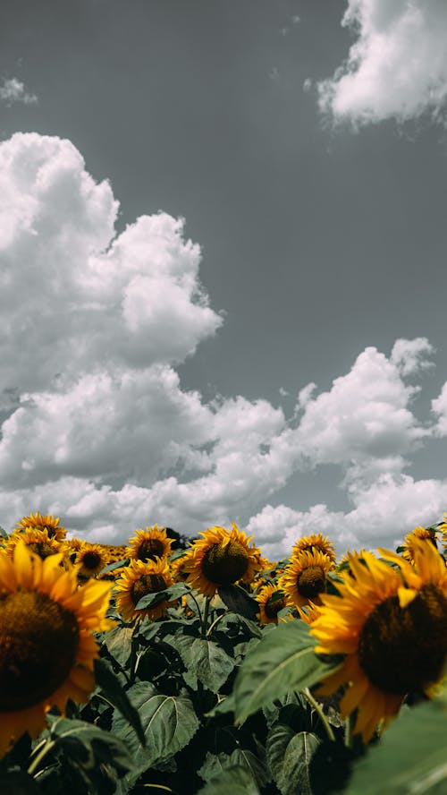Free A Field of Sunflowers in Bloom Stock Photo