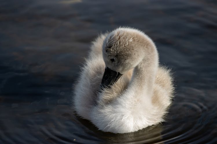 Baby Swan On Water