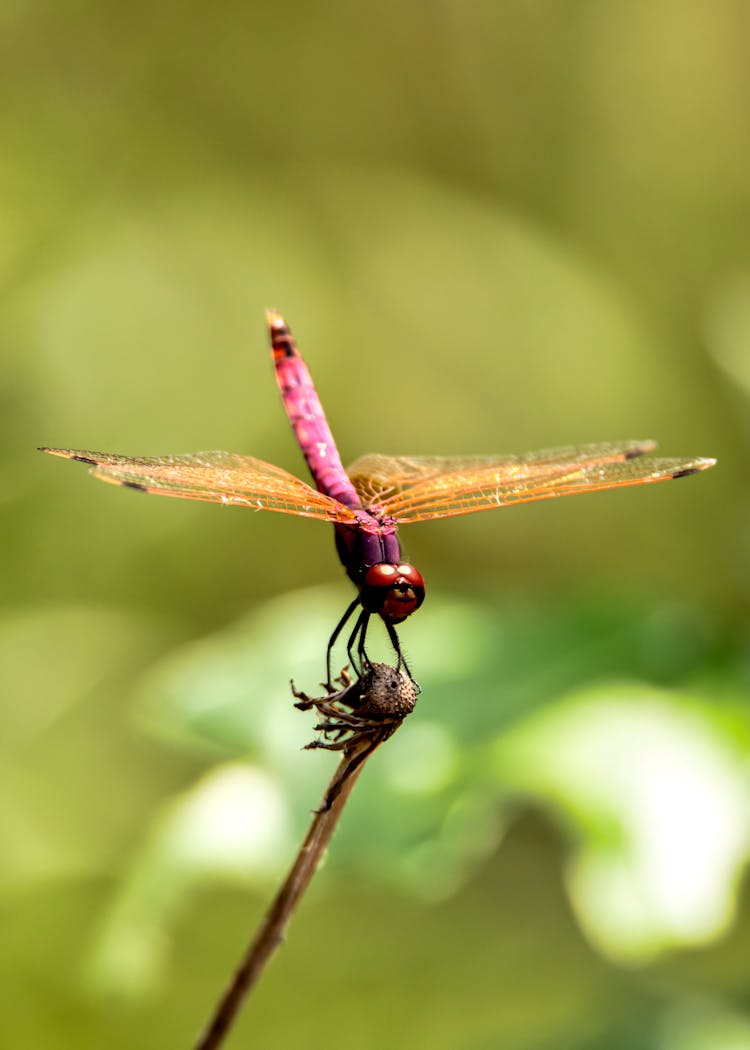 Purple Dragonfly Perched On Brown Stem 