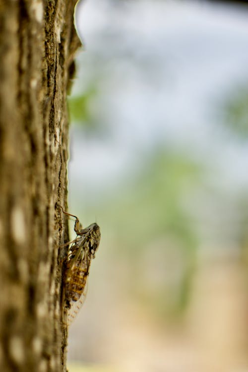 Free stock photo of bokeh, cicada, close up focus Stock Photo