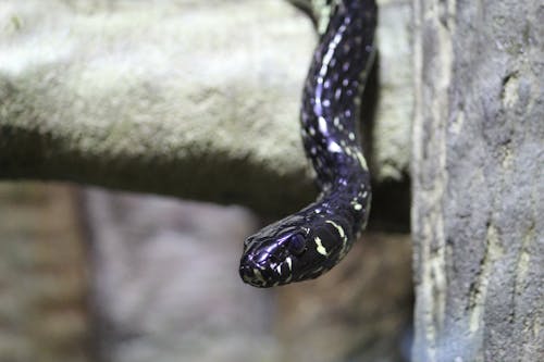 Free Black White Speckle Snake on Grey Stone Stock Photo