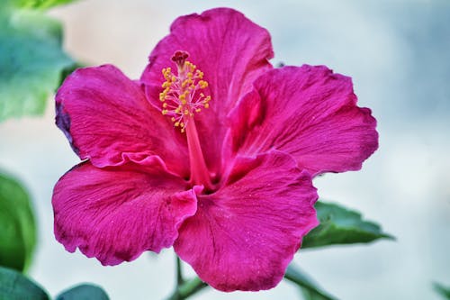 ピンクのハイビスカスの花