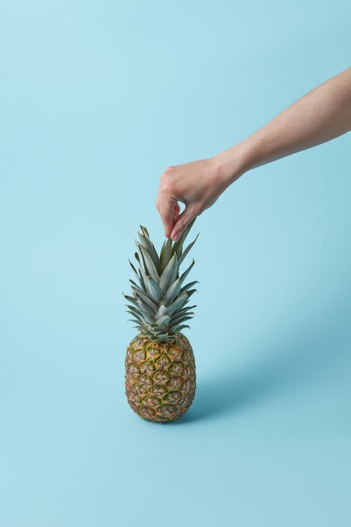 A Hand Holding the Leaf of the Pineapple Fruit 