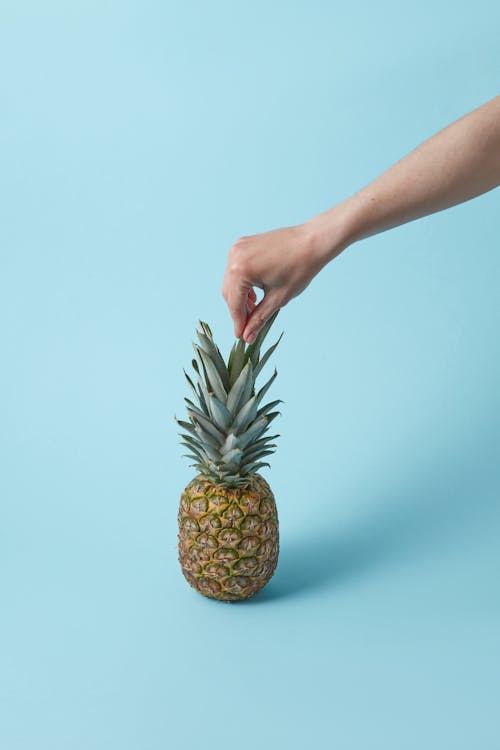 Free A Hand Holding the Leaf of the Pineapple Fruit  Stock Photo