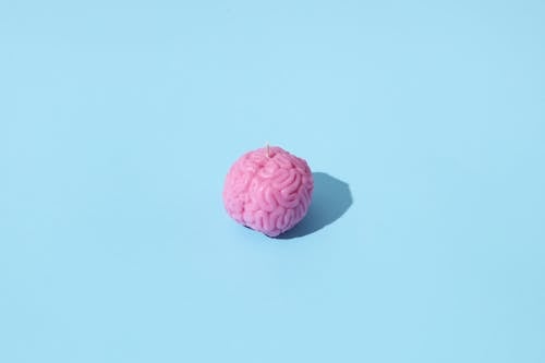 Photograph of a Brain on a Blue Surface