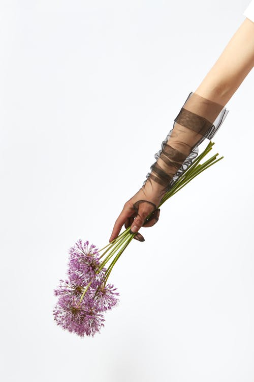 Hand Holding Purple Allium Hollandicum Flower 