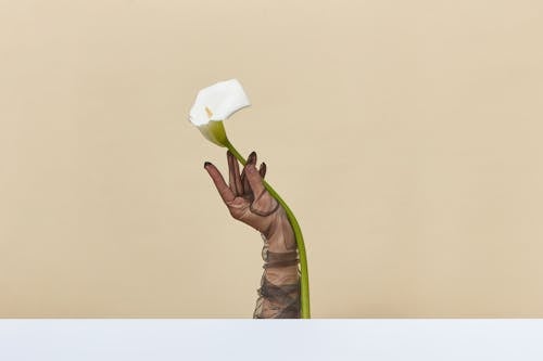 Woman Hand in Glove Holding Flower on Studio Background