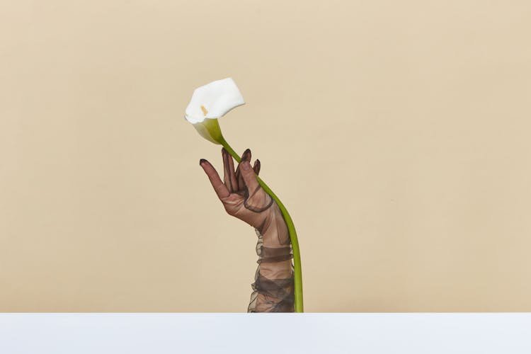 Woman Hand In Glove Holding Flower On Studio Background