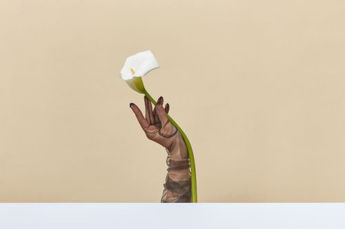 Free An artistic shot of a woman's hand in sheer gloves holding a white calla lily against a beige background. Stock Photo