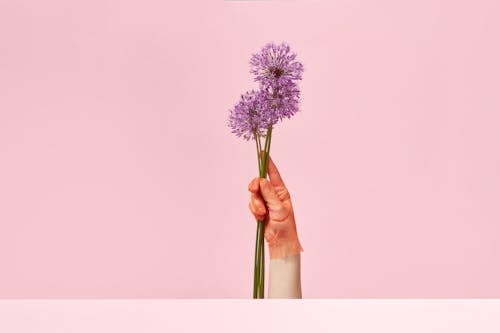 Foto d'estoc gratuïta de flors, fons rosa, guant
