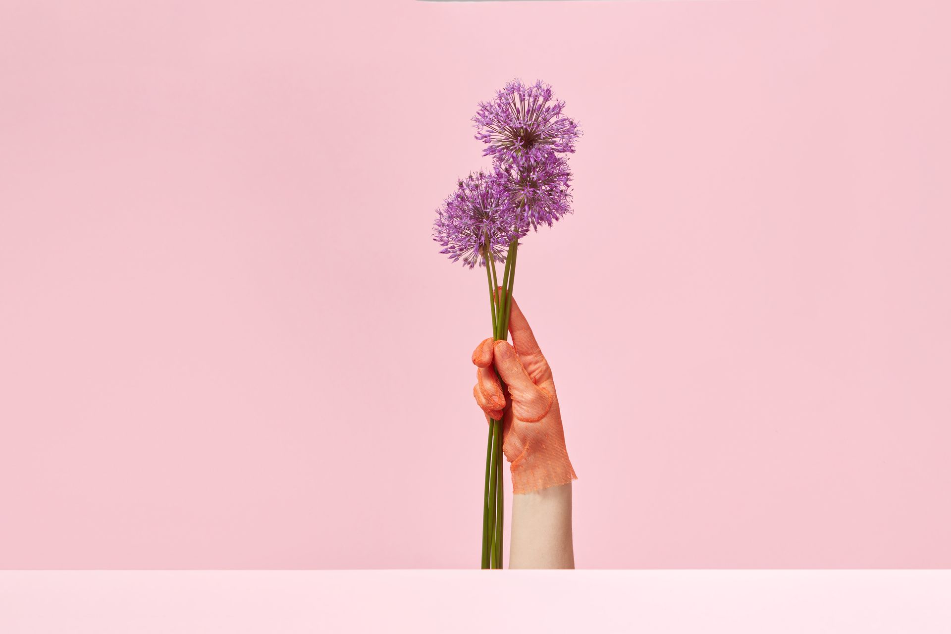 A gloved hand holds vibrant purple allium flowers against a pink background, showcasing minimalist elegance.
