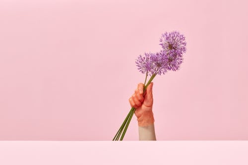 Person Holding Stems of Purple Flower