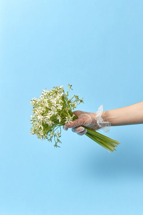 Close-Up Shot of a Person Holding a Bunch of White Flowers