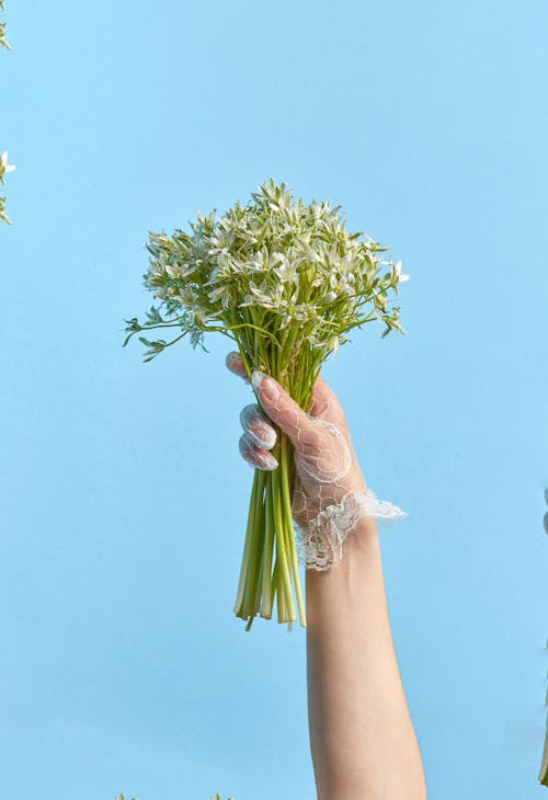 Close-Up Shot of a Person Holding a Bunch of White Flowers