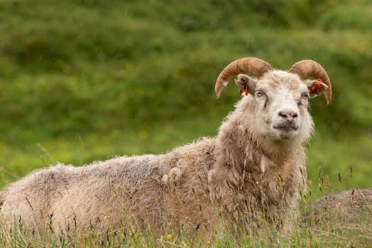 A majestic sheep stands in a rain-soaked Icelandic pasture, showcasing nature's resilience.