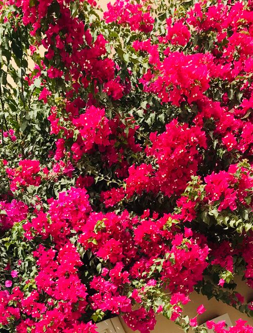 Free stock photo of 14 february, beautiful flower, flower arrangement Stock Photo