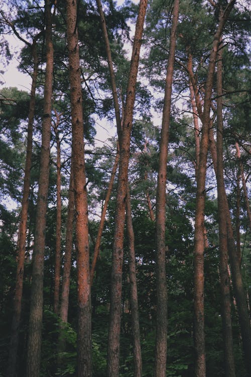 Immagine gratuita di alberi alti, ambiente, foresta