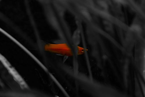 Free stock photo of black and white, darkness, detail Stock Photo