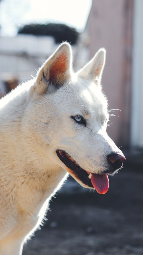 Free A Siberian Husky with vivid blue eyes enjoying the sunlight outdoors. Stock Photo