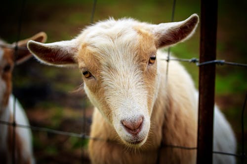 Close-Up Photograph of a White Goat's Head