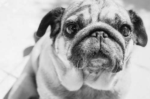 Gray Scale Photo of a Pug