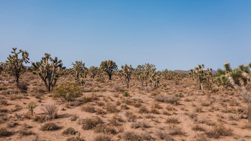 Fotos de stock gratuitas de atractivo, Desierto, plantas