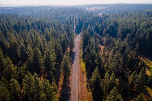 Drone captures a peaceful road winding through lush green forest, offering a refreshing summer landscape.